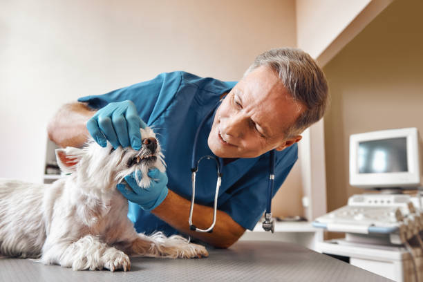 Best Broken or Cracked Tooth Emergency Dentist in Wathena, KS